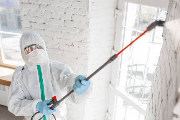 Best Mold removal after water damage  in Vado, NM